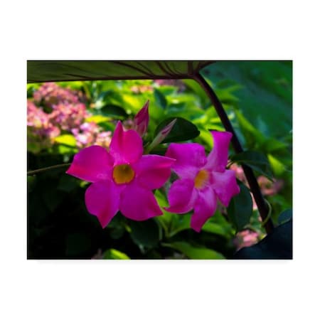 Kurt Shaffer Photographs 'Pinks And Greens Of Spring' Canvas Art,14x19